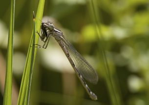 Dragonflies are efficient predators that consume hundreds of thousands of insects, locally