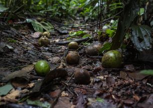 Amazon forest disturbance is changing how plants are dispersed