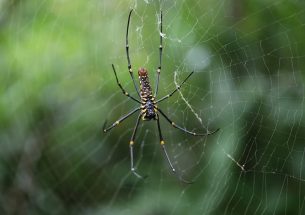Orb-weaver spiders’ yellow and black pattern helps them lure prey