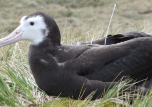 New study: are teen seabirds safe?