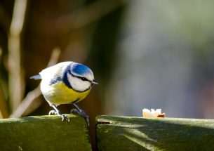Watching TV helps birds make better food choices