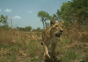 West African lions show no preference between national parks and hunting zones