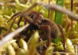Wolf spiders may turn to cannibalism in a warming Arctic