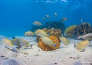 Severe coral loss leaves reefs with larger fish but low energy turnover