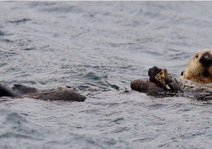 Indigenous voices reveal key strategies for navigating the challenging return of sea otters