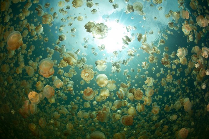 An underwater view of a huge group of jellyfish
