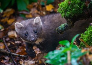 Research shows recovering pine marten population benefits red squirrels, but the grey squirrel still poses a problem in urban areas