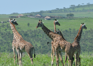 Human presence weakens social relationships of giraffes