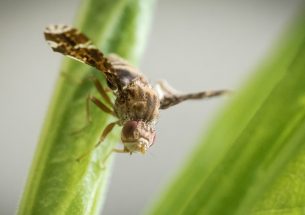 Gall fly outmaneuvers host plant in game of “Spy vs. Spy”