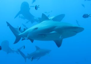 Shark “sea lanes” need protecting