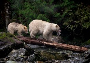 New study reveals rarity of the Spirit Bear and gaps in their protection in the Great Bear Rainforest