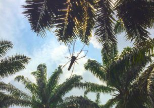 Oil palm replanting may decrease arthropod biodiversity