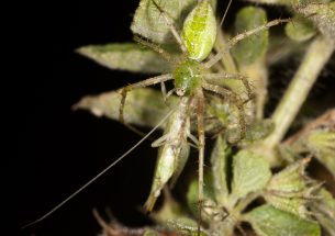 To mate or be eaten: tree cricket behaviour in the presence of a predator