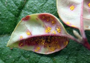 Researchers predict refuges from the disease myrtle rust