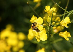 Pollinator monitoring more than pays for itself
