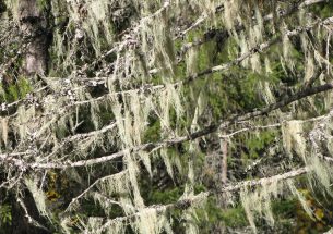 New knowledge on how climate affects pendulous lichens in northern forests
