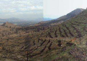 Changes in ecosystem properties after postfire management strategies in wildfire affected Mediterranean forests