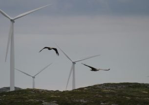 Research shows IdentiFlight camera technology greatly reduces wind turbine eagle fatalities