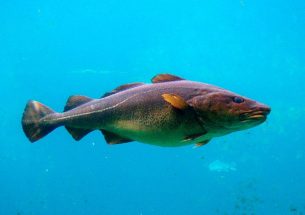 Fish in warming Scottish seas grow faster but reach a smaller size