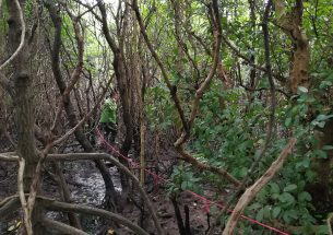 Mangrove forests store more carbon when they’re more diverse
