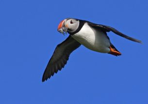 Lack of prey reduces breeding success in puffin populations