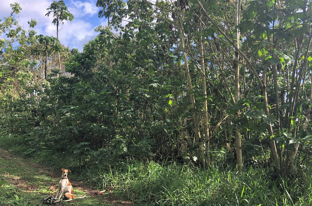 A new study finds that coffee pulp, a waste product of coffee production, can be used to speed up tropical forest recovery on post agricultural land.