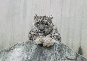 New method lets researchers rapidly monitor snow leopard stress levels in the wild
