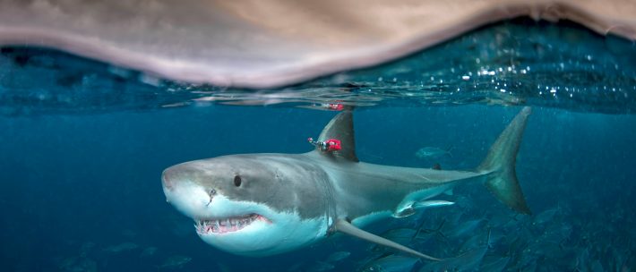 A white shark Carcharodon carcharias swimming at the surface with a biologging package attached to the dorsal fin. This package records temperature, swimming speed, depth, body movement and video footage. Image shot by Andrew Fox.