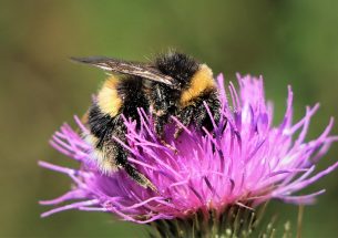 Farmers help create ‘Virtual safe space’ to save bumblebees
