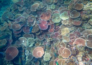 A reef in two gears: new patterns of coral recovery discovered