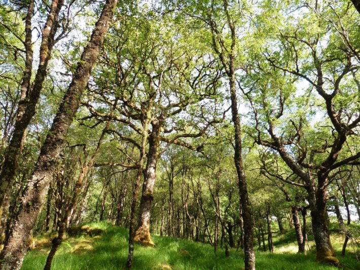 Atlantic oak woodlands on the west coast of Scotland.