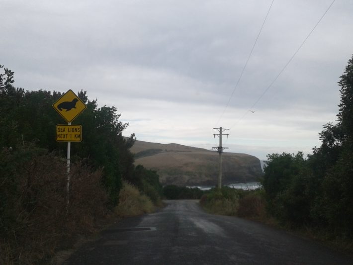 Sea lion crossing sign