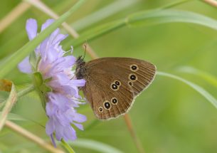 Woodland and hedgerow creation will be crucial to support pollinators in Wales