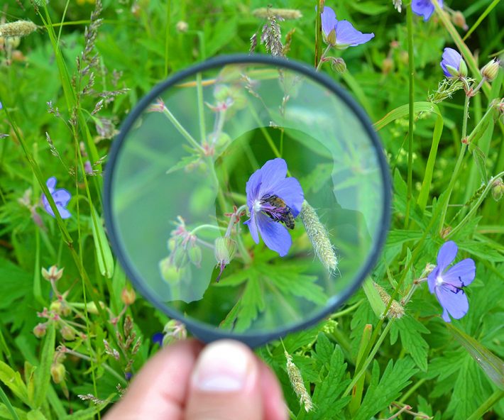 Image of magnifying glass surveying grassland wildlife including a bee