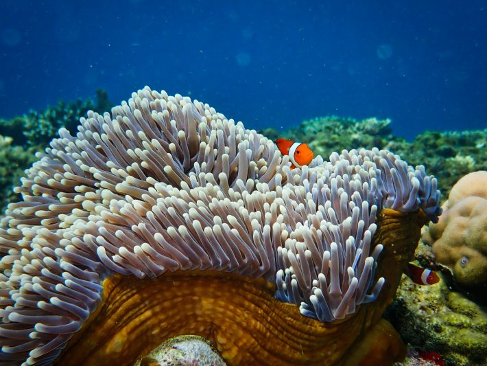A clownfish in an anemone.