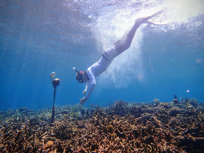 A researcher deploys a hydrophone on a coral reef