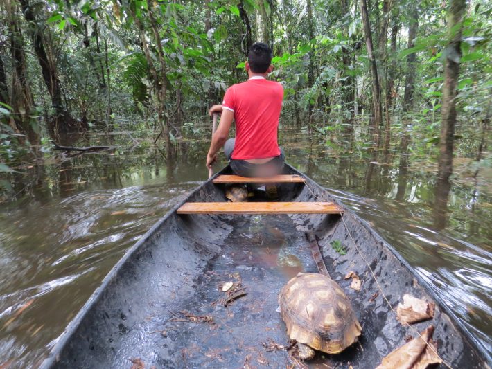 Local in a flooded forest. Credit_ Thais Morcatty