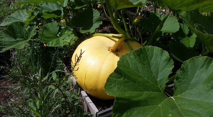 Image of a large yellow pumpkin.