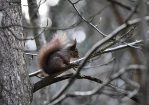New research shows that current national red squirrel conservation strategies likely to undermine species survival in future