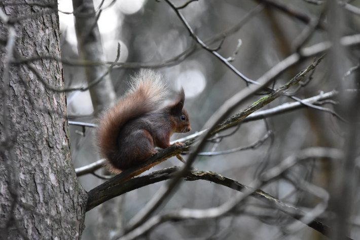 Red squirrel sat on a branch