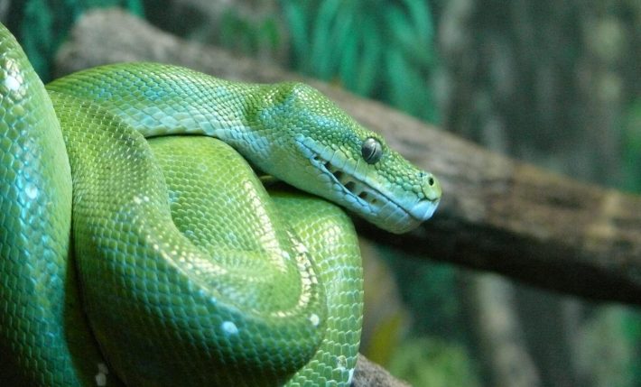 A green tree python