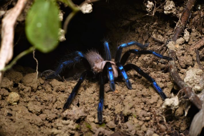 A neon blue-leg spider