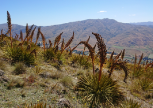 Climate change: Are mountain plants too inflexible?
