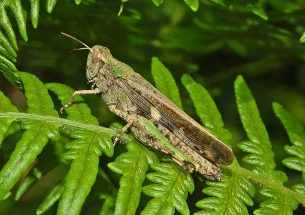 What do grasshoppers eat? New research shows similarities with mammal teeth