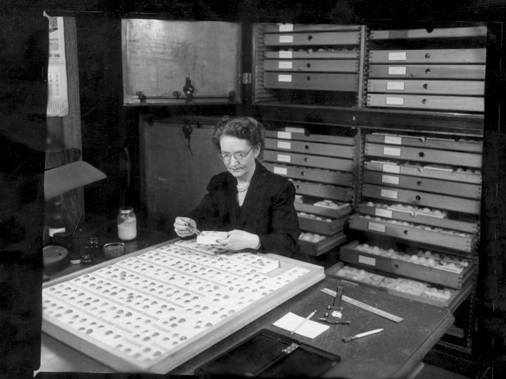 Ann McLennan Bigelow working in the Field Museum's egg collections in 1951