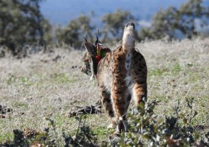 Rewilding apex predators can limit the seed dispersal by frugivorous carnivores