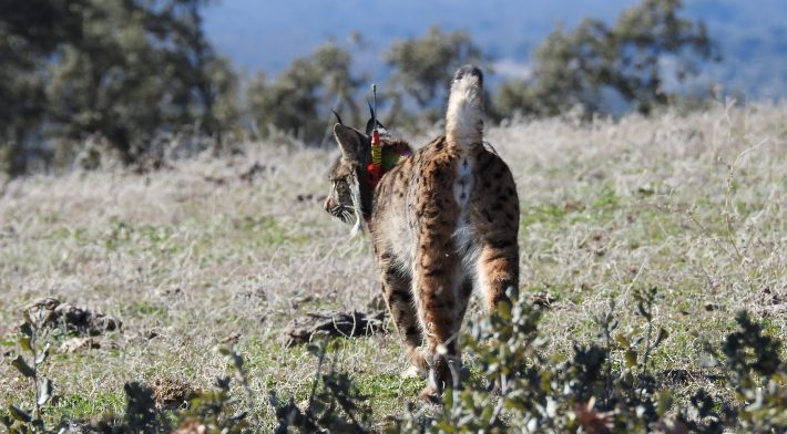 An Iberian lynx released into the wild