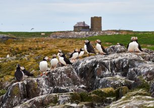 Research and conservation action must be better linked to protect seabirds in the face of climate change