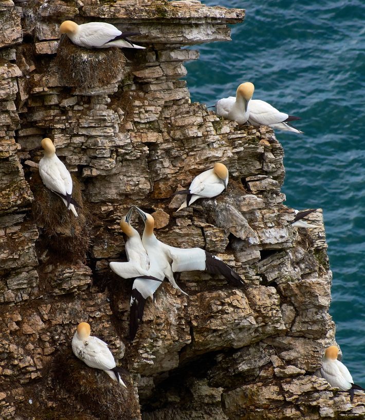 Gannets on a cliff edge
