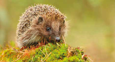 photo of a hedgehog on some grass